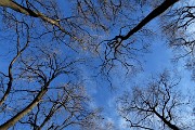 03 Lungo il sentiero 711 per Roccolone e Colle dei Roccoli alberi svettanti verso il cielo